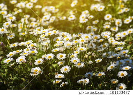 Backlit by sunlight daisy stalks closeup Backlit by sunlight daisy stalks closeup 101133487