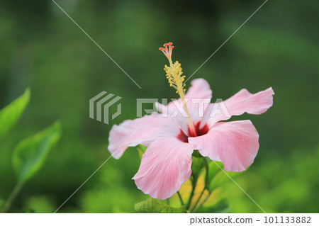 the pink hibiscus flower, the nature concept 101133882