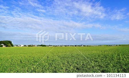 綠色鄉村景觀 綠色鄉村景觀 101134113