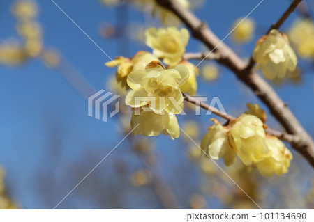 Japanese allspice that shines in the blue sky taken close-up 101134690
