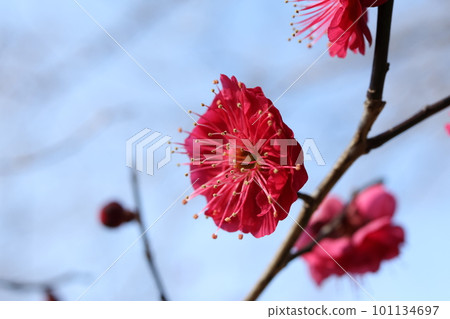 A flower of red plum blossoming spring 101134697