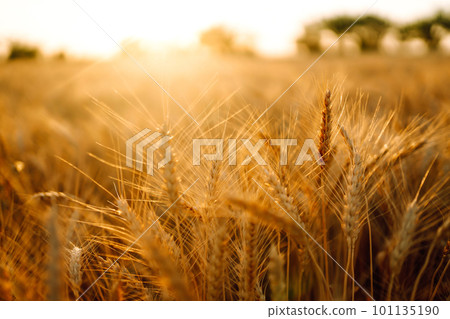 Sunset wheat golden field in the evening. Growth nature harvest. Agriculture farm. 101135190