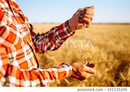 Farmer's hands Close-up pours a handful of wheat grain on a wheat field. Agriculture concept. 101135200