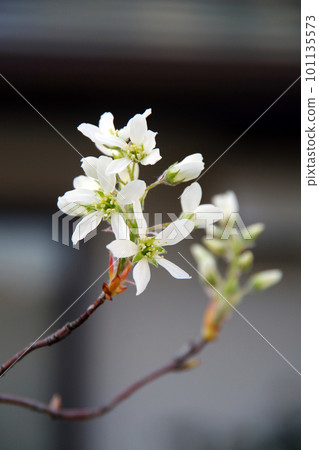 六月漿果花 六月漿果花 101135573