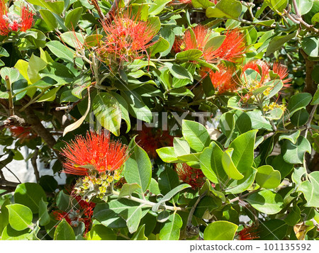 Metrosideros close up red flower, blooming tree red plant 101135592