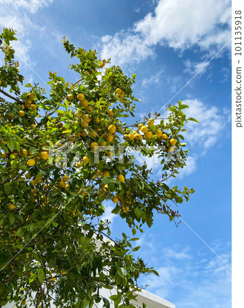 Large Lemon tree in blue sky full of lemon fruits Large Lemon tree in blue sky full of lemon fruits 101135918