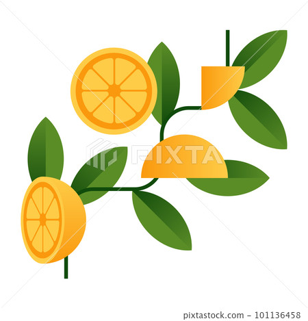 Branch with oranges. Decorative element. Branch with oranges. Decorative element. 101136458