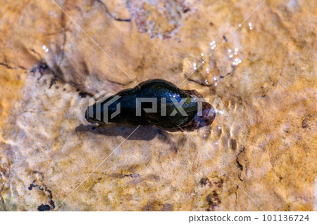 Rock snails that live in clear streams Rock snails that live in clear streams 101136724