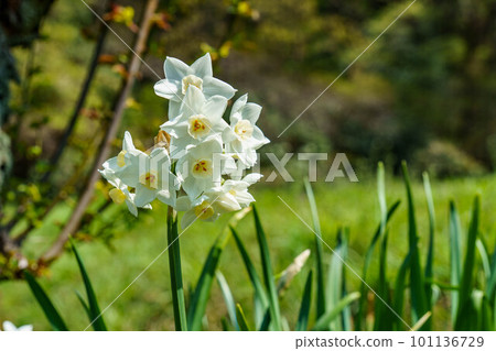 白色的水仙花 白色的水仙花 101136729