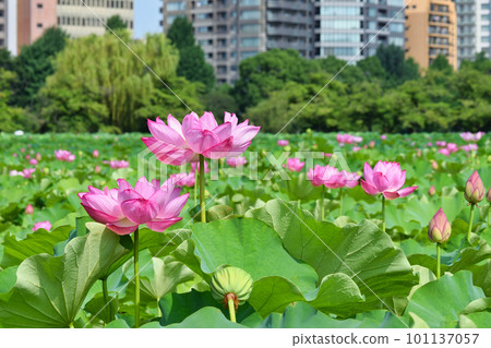 Beautiful lotus flowers at Ueno Shinobazu Pond (Taito Ward, Tokyo) 101137057