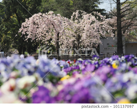盛開的櫻花和五顏六色的紫羅蘭（前橋樂報堂前橋公園） 101137097