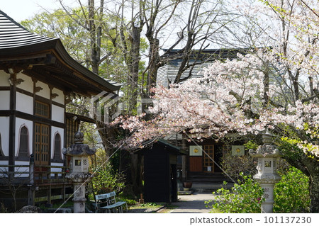 Scenery of cherry blossoms at Shogenji Temple near Kururi Station on the JR Kururi Line in Kimitsu City, Chiba Prefecture 101137230
