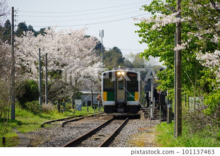 Cherry blossom scenery around Kazusa Kameyama Station on the JR Kururi Line in Kimitsu City, Chiba Prefecture 101137463