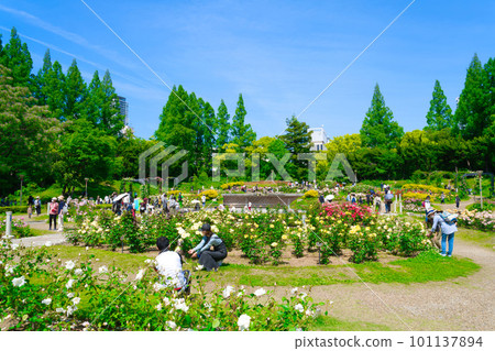 [Osaka Prefecture] Refresh in a spring park with beautiful fresh greenery on a blue sky holiday in May 101137894