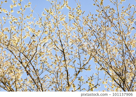Photo: Yellow witch hazel flowers that bloom in the first spring and shine against the blue sky 101137906
