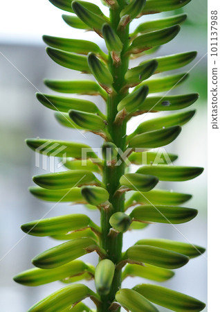 aloe vera flower/green 101137988
