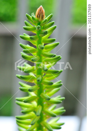 Aloe vera flower/top 101137989