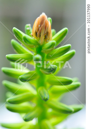 Aloe vera flower/tip 101137990