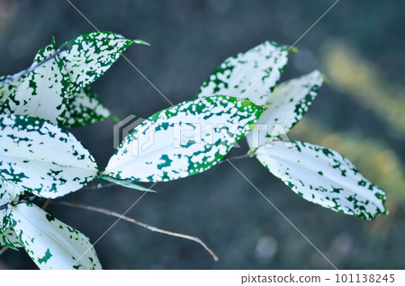Dracaena surculosa Lindl, Gold dust dracaena or bicolor Dracaena 101138245