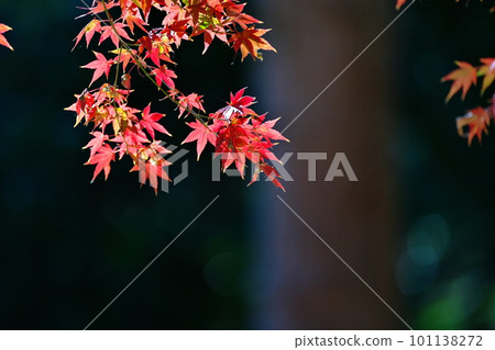 陽光下的紅葉 101138272