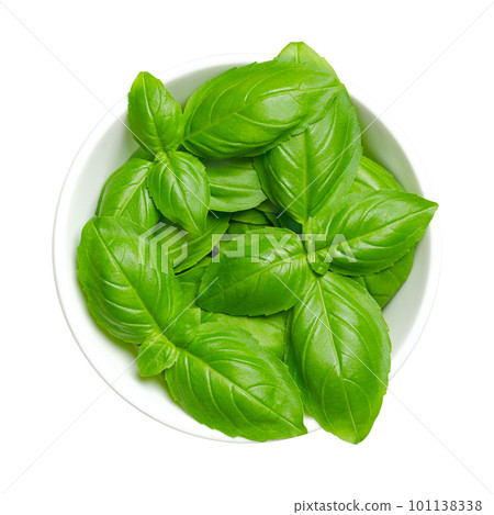 Fresh green sweet basil leaves, in a white bowl. Also known as great basil or Genovese basil, Ocimum basilicum, a culinary herb in the mint family, and a tender plant, used in cuisines worldwide. Fresh green sweet basil leaves, in a white bowl. Also known as great basil or Genovese basil, Ocimum basilicum, a culinary herb in the mint family, and a tender plant, used in cuisines worldwide. 101138338