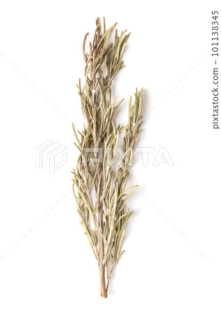 Dried rosemary sprig, from above, on white background. Rosemary branch, Salvia rosmarinus, an aromatic and evergreen shrub, with fragrant needle-like green leaves, used as medicinal and culinary herb. 101138345