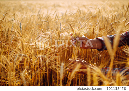 Amazing view with Man With His Back To The Viewer In A Field Of Wheat Touched By The Hand Of Spikes. Amazing view with Man With His Back To The Viewer In A Field Of Wheat Touched By The Hand Of Spikes. 101138458