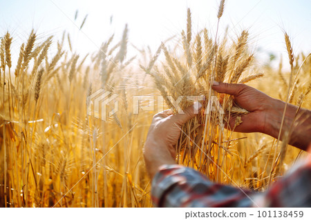 Amazing view with Man With His Back To The Viewer In A Field Of Wheat Touched By The Hand Of Spikes. 101138459