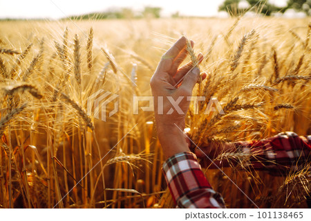 Amazing view with Man With His Back To The Viewer In A Field Of Wheat Touched By The Hand Of Spikes. Amazing view with Man With His Back To The Viewer In A Field Of Wheat Touched By The Hand Of Spikes. 101138465