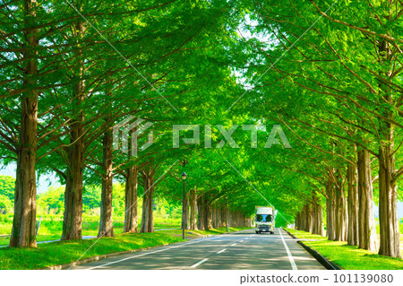 [Shiga Prefecture] May: Sightseeing along the Metasequoia trees surrounded by fresh greenery 101139080