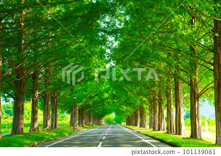 [Shiga Prefecture] May: Sightseeing along the Metasequoia trees surrounded by fresh greenery 101139081