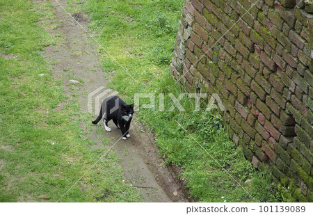 Stray cats living in the outer moat of Sforzesco Castle, built in the Middle Ages by the Visconti family 101139089
