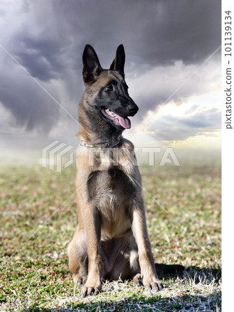 training of belgian shepherd training of belgian shepherd 101139134