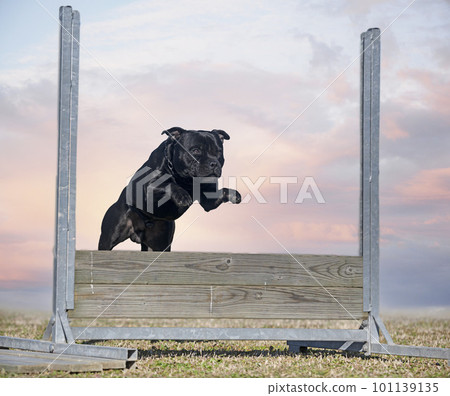 staffordshire bull terrier jumping 101139135