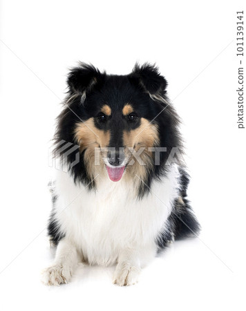 rough collie in studio 101139141