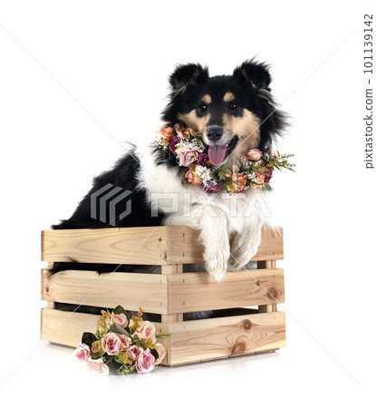 rough collie in studio 101139142