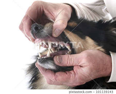 rough collie teeth rough collie teeth 101139143