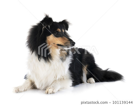rough collie in studio rough collie in studio 101139144