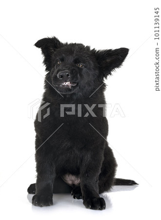 young german shepherd 101139145