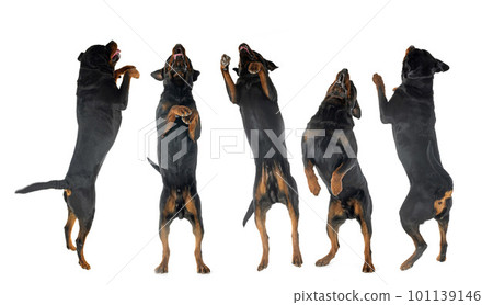 jumping rottweilers in studio 101139146