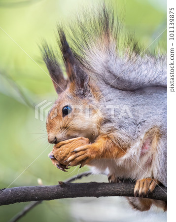 The squirrel with nut sits on a branches in the spring or summer. 101139875