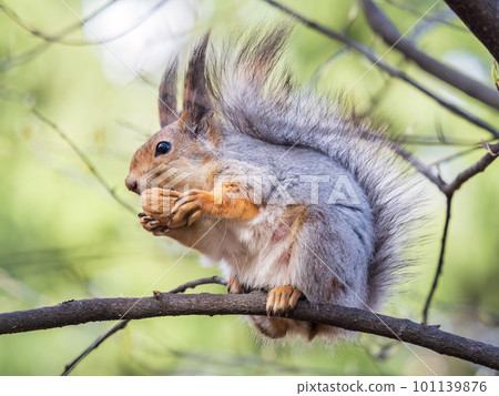 The squirrel with nut sits on a branches in the spring or summer. 101139876