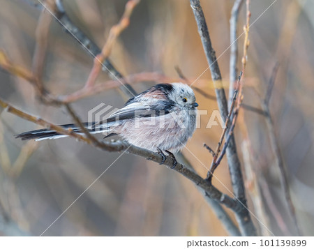 European long-tailed tit, latin name Aegithalos caudatus. A bird sitting on a branch in a deciduous forest. European long-tailed tit, latin name Aegithalos caudatus. A bird sitting on a branch in a deciduous forest. 101139899