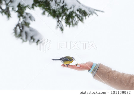 Tit that sits on the arm of a woman holding seeds. Feed birds in the park in winter to help them in the cold season in their habitat. Concept of the International Day of Birds. Copy space. Tit that sits on the arm of a woman holding seeds. Feed birds in the park in winter to help them in the cold season in their habitat. Concept of the International Day of Birds. Copy space. 101139982