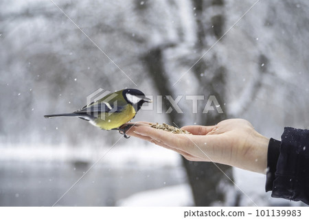 Tit that sits on the arm of a man holding seeds. Feed birds in t Tit that sits on the arm of a man holding seeds. Feed birds in t 101139983