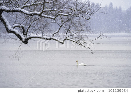 White swan swims on the lake in winter in a snowfall. Concept of the International Day of Birds. Copy space. White swan swims on the lake in winter in a snowfall. Concept of the International Day of Birds. Copy space. 101139984