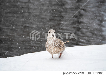 Close-up young seagull walks in the snow. Birds in the winter. Young Seagull in the snow. Concept of the International Day of Birds. Close-up young seagull walks in the snow. Birds in the winter. Young Seagull in the snow. Concept of the International Day of Birds. 101139985