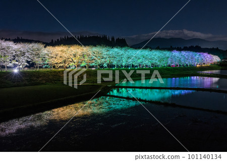 倒映在稻田中的夜間櫻花 燈火通明的櫻花樹(鹿兒島縣嶋良郡湧水町稻葉崎國道268號沿線) 倒映在稻田中的夜間櫻花 燈火通明的櫻花樹(鹿兒島縣嶋良郡湧水町稻葉崎國道268號沿線) 101140134