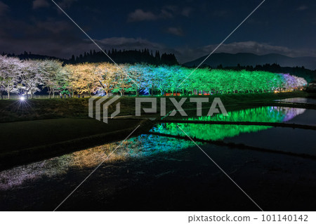 倒映在稻田中的夜間櫻花 燈火通明的櫻花樹(鹿兒島縣嶋良郡湧水町稻葉崎國道268號沿線) 倒映在稻田中的夜間櫻花 燈火通明的櫻花樹(鹿兒島縣嶋良郡湧水町稻葉崎國道268號沿線) 101140142