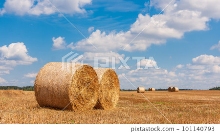 Haystacks. The farm with the sky. Countryside on farmland. Straw in the meadow. Yellow-gold wheat crop in summer. Rural natural landscape. Grain harvest, harvesting. 101140793